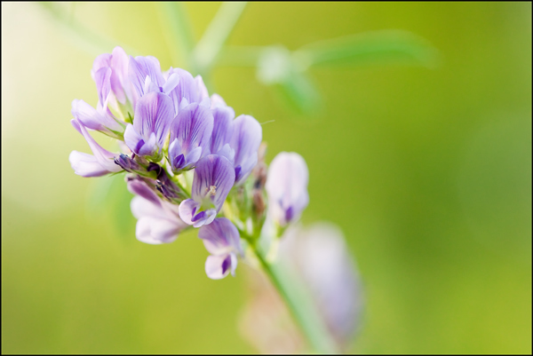 paarse bloem met groene achtergrond