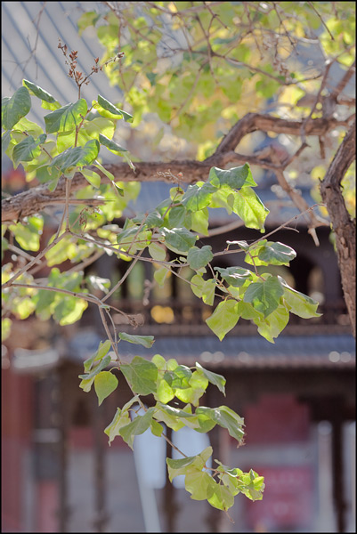 Baiyun Guan, foto 5 Baiyun Guan