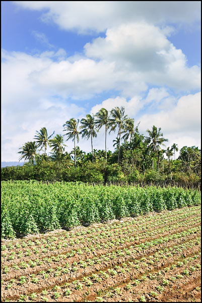 Agricultural field with bush and palm trees Agricultural field with bush and palm trees
