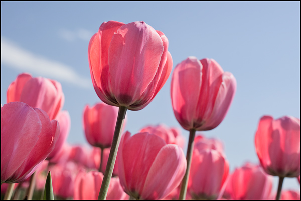 roze tulpen tegen pastelblauwe hemel