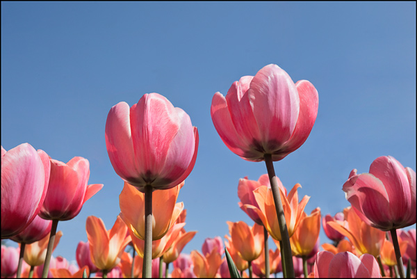 roze en oranje tulpen tegen pastelblauwe hemel