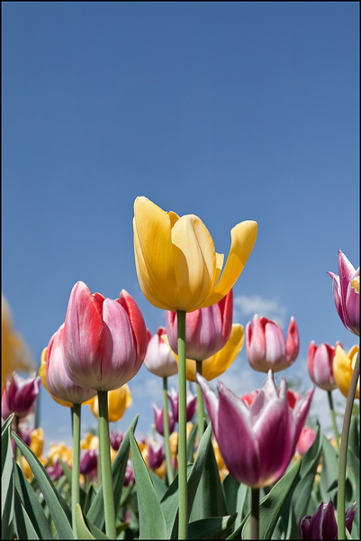 roze en gele tulpen tegen pastelblauwe hemel