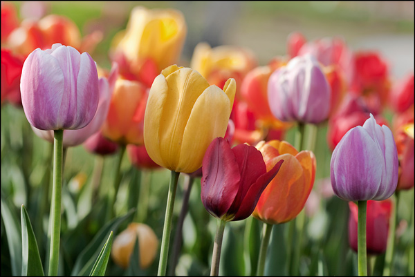 veelkleurig tulpenveld