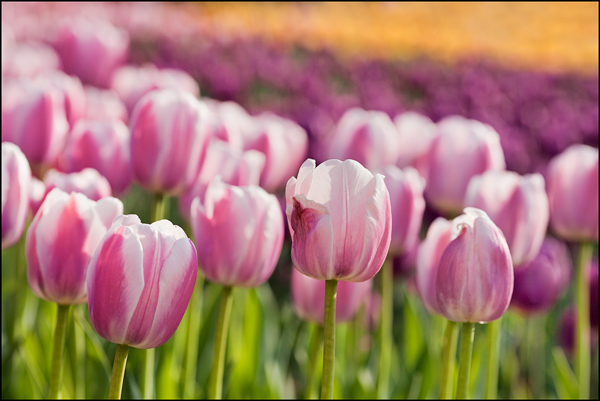 roze tulpen met vervaagde achtergrond