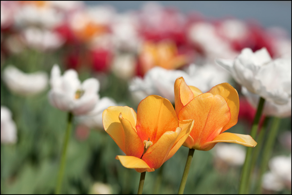 gele en witte tulpen met vervaagde achtergrond