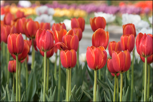 rode tulpen met vervaagde achtergrond