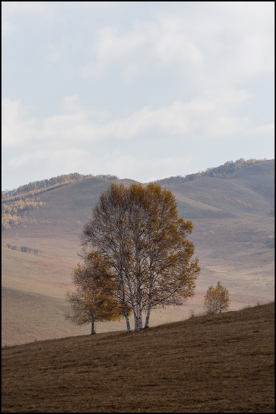 Boom in donkere herfsttinten boom in donkere herfsttinten