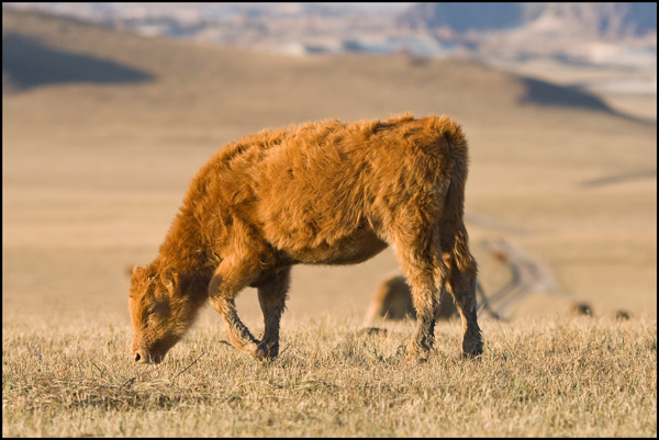 grazend vee in de steppe