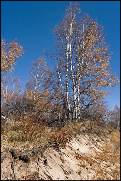 overal berkenbomen