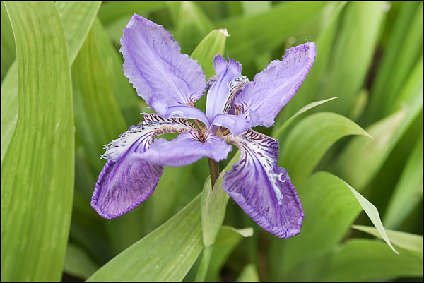 Iris