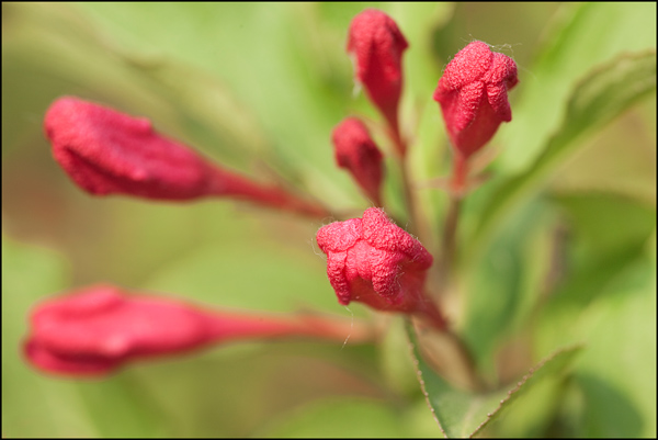 Rode bloemknoppen