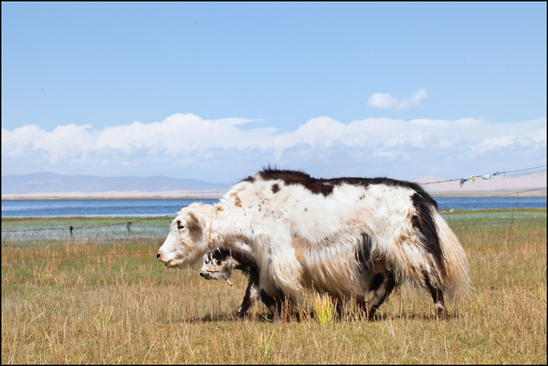 Yak wandering on the shore of Qinghai Lake