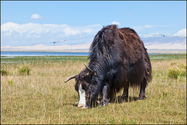 Grazing Yak at the shore of Qinghai Lake