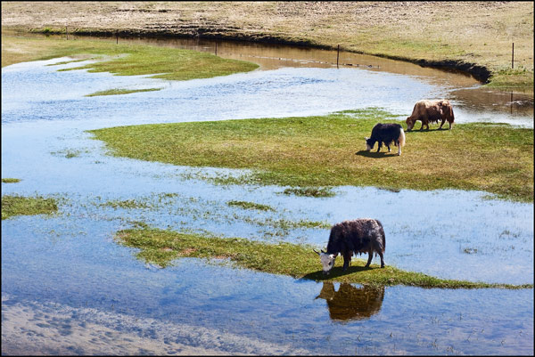 Group of grazing Yaks at the shore of Qinghai Lake =