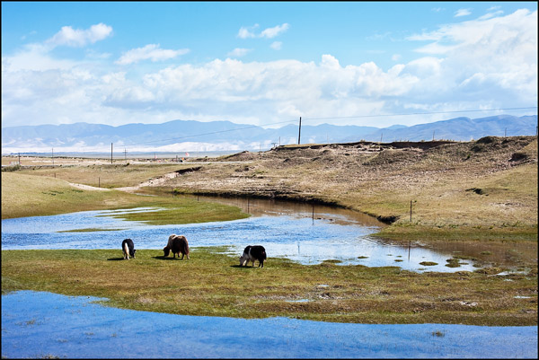  Grazing Yaks in the Qinghai Lake scenery 