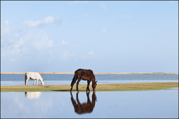  Wild horses at the bank of Qinghai Lake