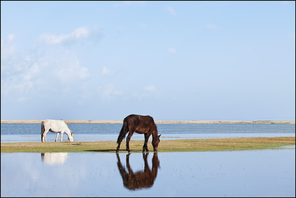 Wild horses at the bank of Qinghai Lake Wild horses at the bank of Qinghai Lake