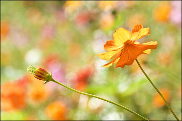Fragiele bloom in kleurrijk veld met bloemen