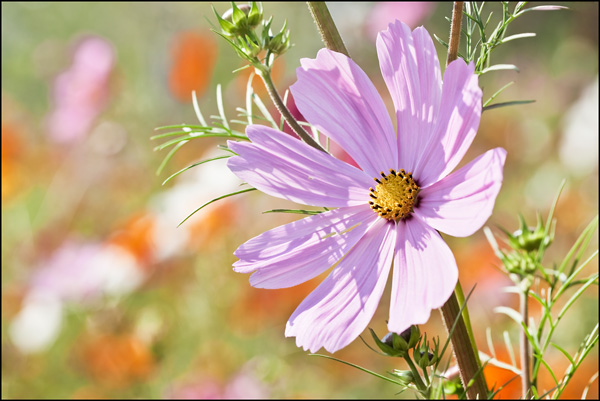 Lila bloem in kleurrijk veld met bloemen