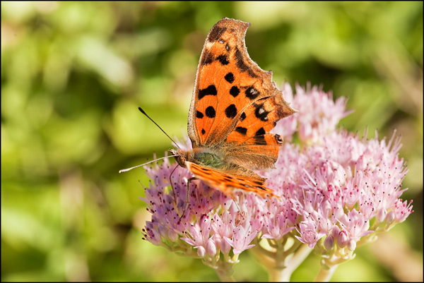 Oranje vlinder op bloem