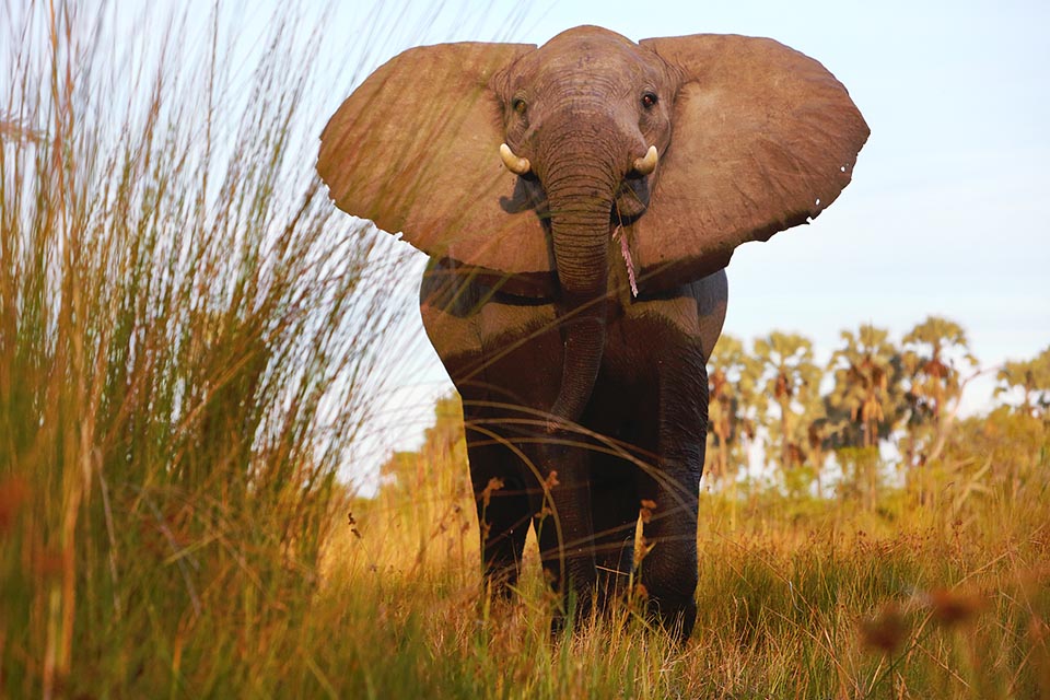 Mokoro Okavango Delta 356