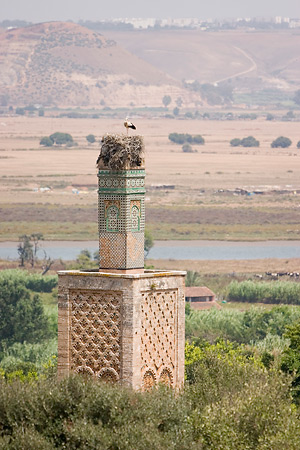 Minaret in de Chellah met ooievaarsnest